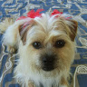 Meet your Posher, Merry